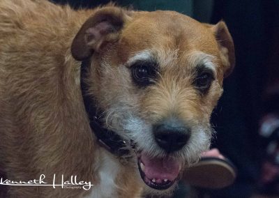 Wee Ginger Dug