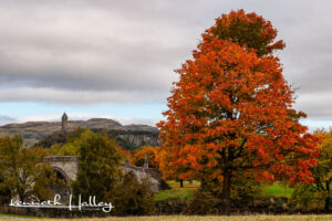 Red Tree