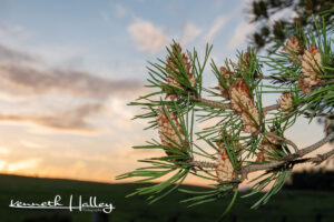 Pine Cones